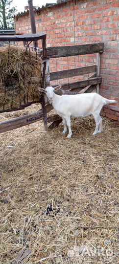 Зааненские козочки от высокоудойных коз