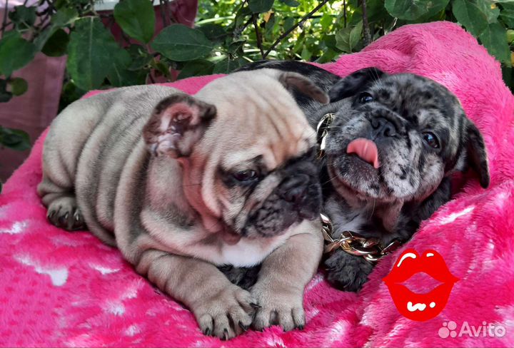 Французский бульдог щенки лиловый мерле