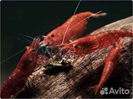 Креветки неокаридины сакура