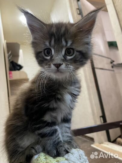 Котята мэйн кун