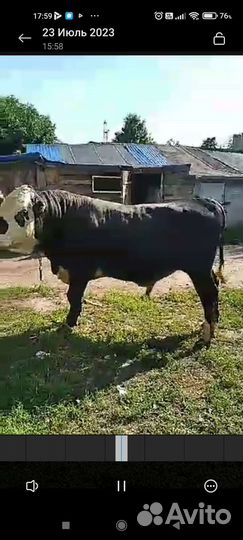 Домашний скот