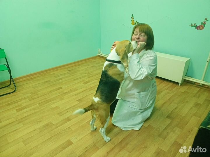 Передержка, зоогостинница, зооняня