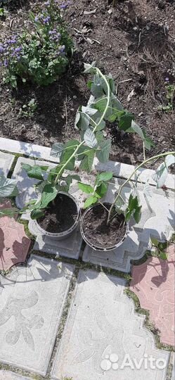 Саженцы малины 