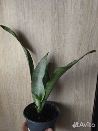 Сансевиерия муншайн, лауретти