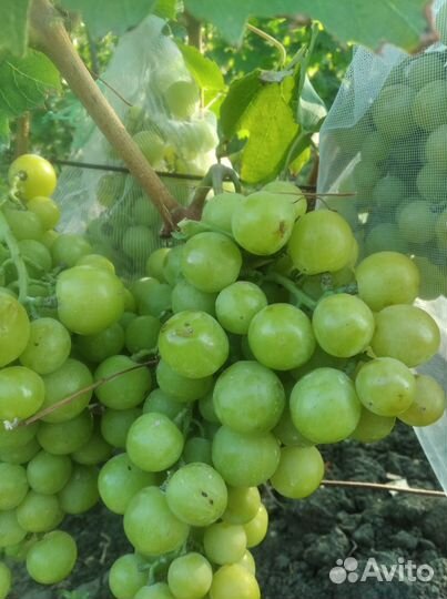 Саженцы винограда