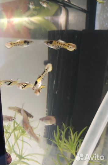Рыба гуппи самочки