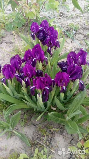 Карликовый ирис