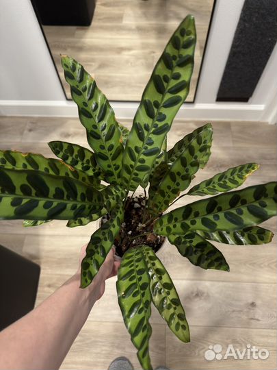 Калатея Лансифолия