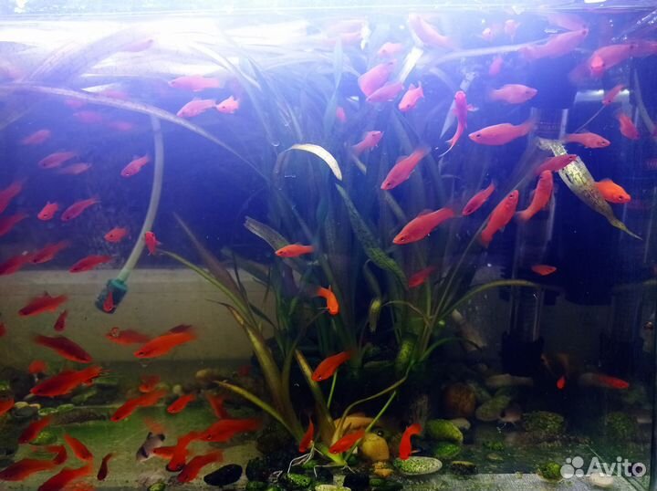 Меченосцы красивые