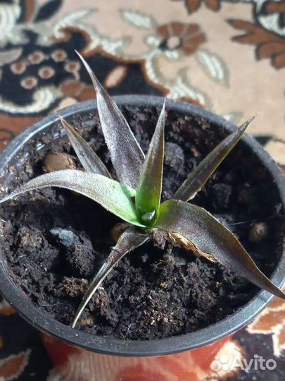 Мини ананас (детки)