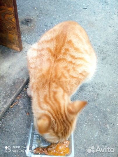 Молодой котик