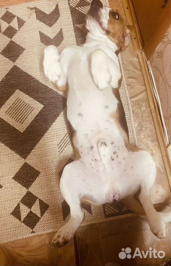 Вязка кобель бигль