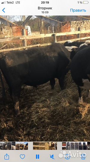 Домашние животные