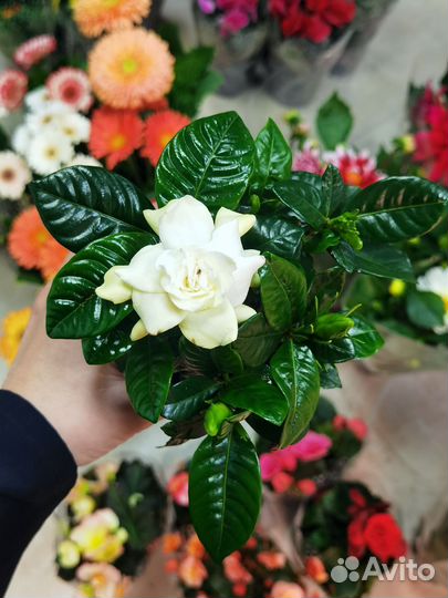 Гардения Царственная цветущая, Жасмин капский