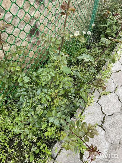 Кустовые розы саженцы