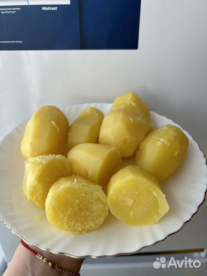 Семена Картофеля