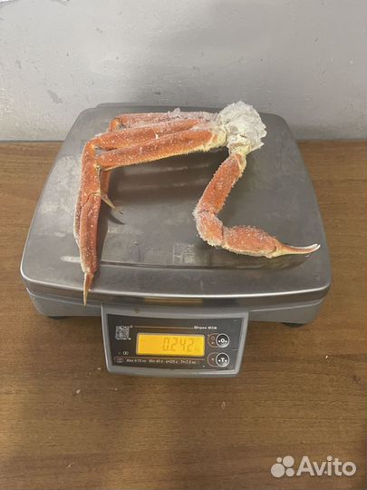 Краб стригун средне крупный