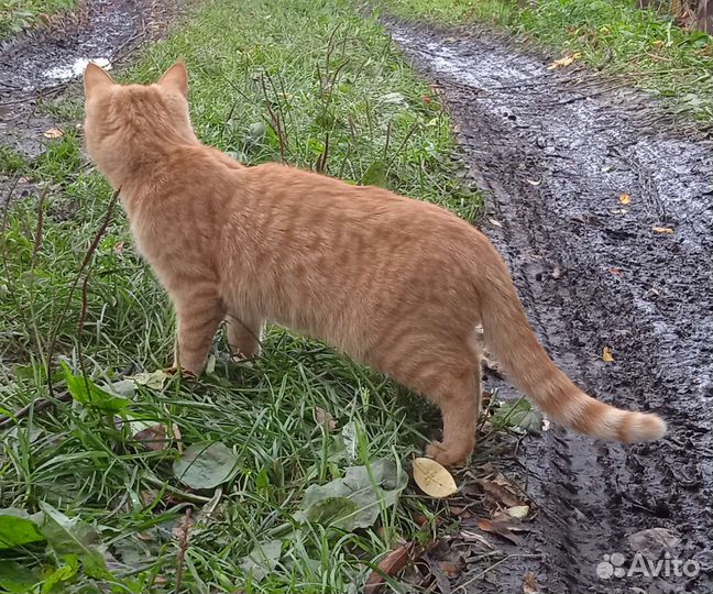 Котята рыжие