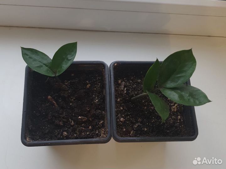 Замиокулькас