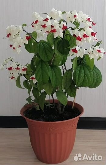 Клеродендрум