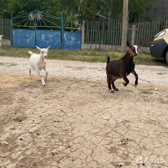 Козлята 3 месячные