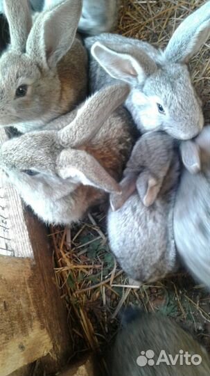 Кролики мясных пород