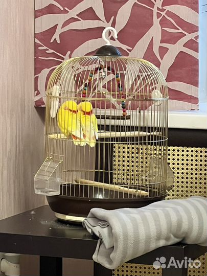 Попугаи неразлучники