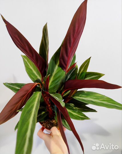 Строманта марун d14