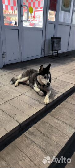 Найдена собака хаски