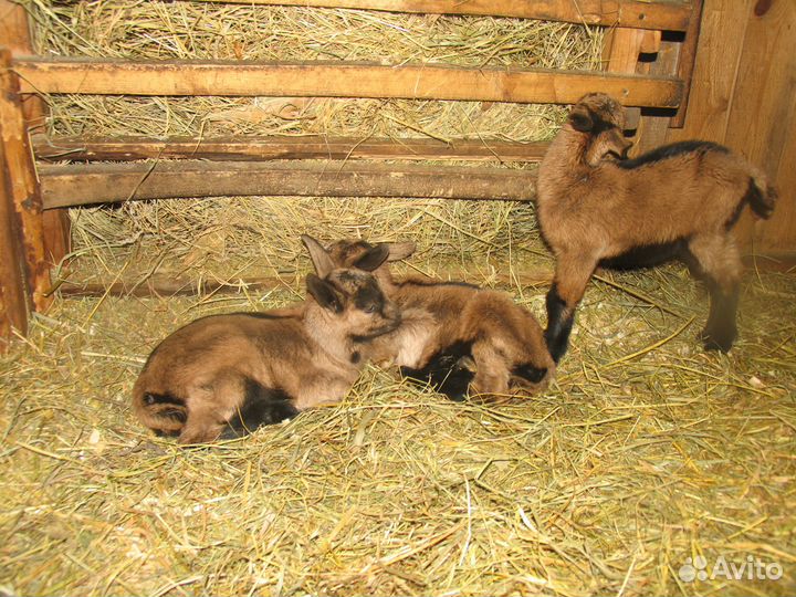 Чешские козочки и козлики