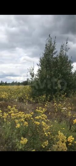 Участок 100 сот. (СНТ, ДНП)