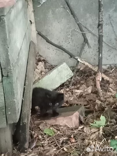 Животные в добрые руки