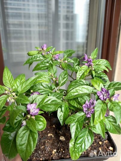 Перец комнатный острый, многолетний,кустарниковый