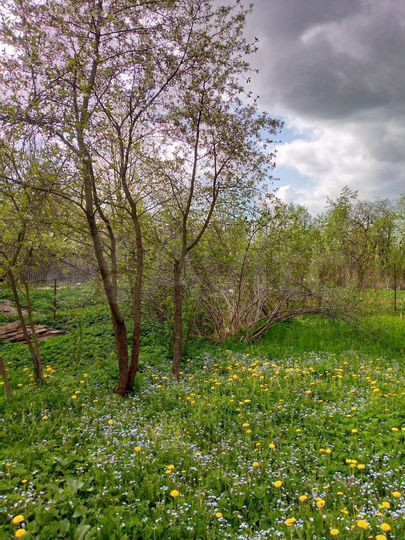 Участок 9 сот. (СНТ, ДНП)