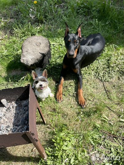 Передержка для собак