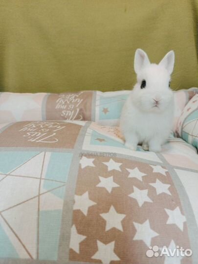 Кролик хохот карликовый