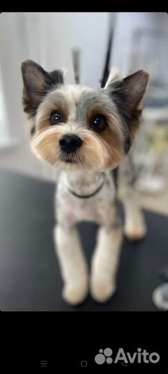 Грумер Йорки