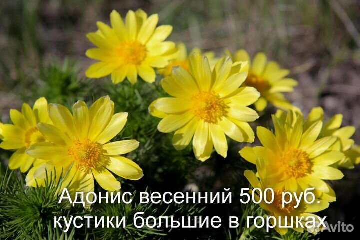 N2 Цветы для сада Астильбы,примулы,ирисы сиб