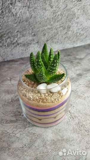 Флорариум с суккулентом хавортия маргаретифера