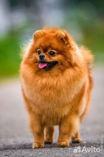 Померанский шпиц мини