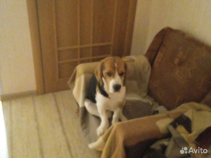 Собака в добрые руки отдам бесплатно