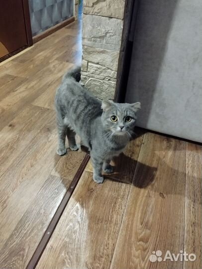 Шотландская кошечка