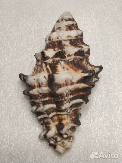 Морская раковина Vasum ceramicum large