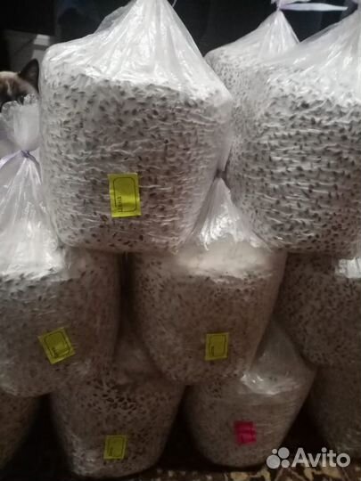 Мицелий Королевской вешенки