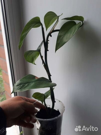 Сциндапсус эпипремнум liana