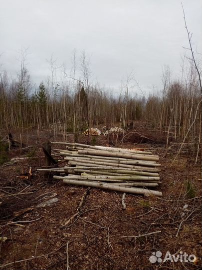 Дрова березовые и осиновые