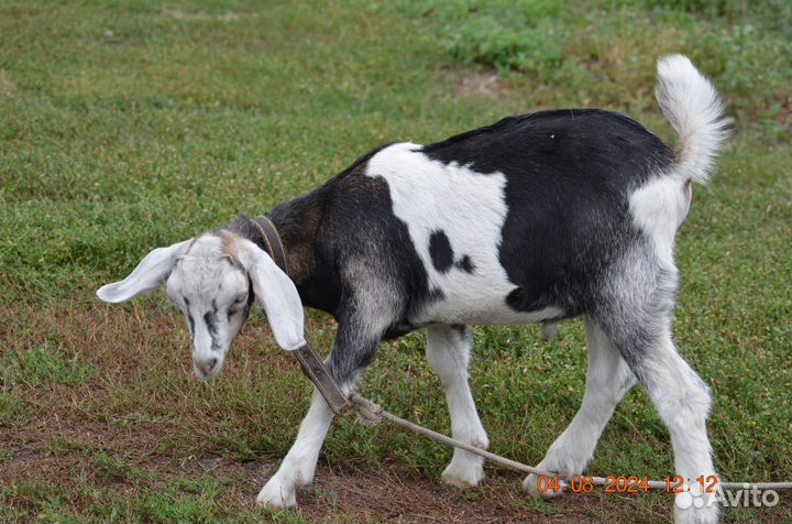 Нубийские козлята
