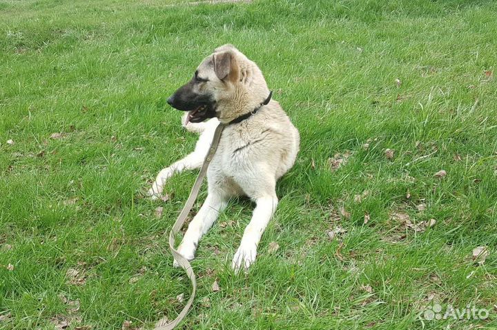 Пропадает в приюте собачий ребёнок