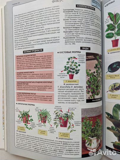 Все о комнатных растениях(уникальная энциклопедия