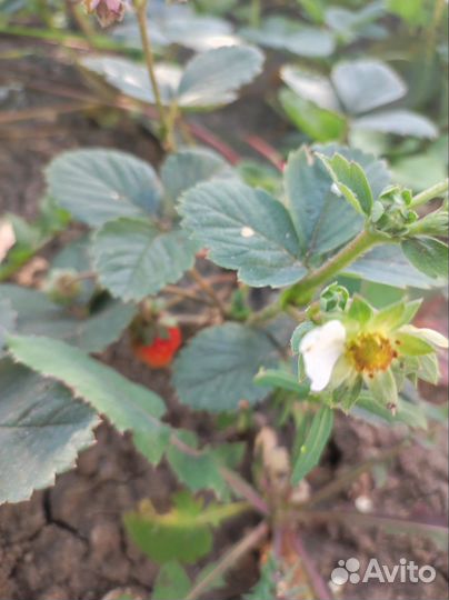 Саженцы ремонтантной клубники Флориды Бьюти